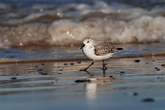 David Plant Photography - Wildlife Photographer - Sanderling - D